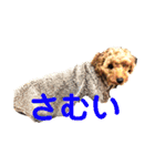 犬のゴン太スタンプ（個別スタンプ：12）