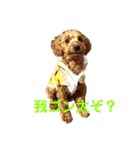 犬のゴン太スタンプ（個別スタンプ：14）
