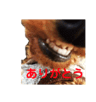 犬のゴン太スタンプ（個別スタンプ：21）