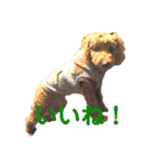 犬のゴン太スタンプ（個別スタンプ：23）