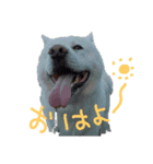 秋田犬、与四郎さん（個別スタンプ：1）