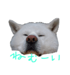 秋田犬、与四郎さん（個別スタンプ：2）