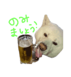 秋田犬、与四郎さん（個別スタンプ：3）