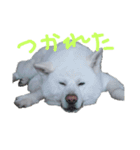 秋田犬、与四郎さん（個別スタンプ：4）