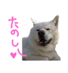 秋田犬、与四郎さん（個別スタンプ：5）