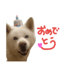 秋田犬、与四郎さん（個別スタンプ：6）