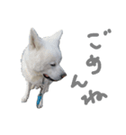 秋田犬、与四郎さん（個別スタンプ：8）