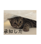 peridotシリーズの1です（個別スタンプ：12）