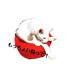 ニャンニャンスタンプ（個別スタンプ：1）