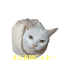 ニャンニャンスタンプ（個別スタンプ：2）