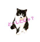 ニャンニャンスタンプ（個別スタンプ：8）