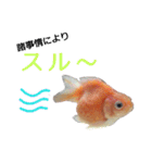 きんぎょ時々いぬのちにゃんこ（個別スタンプ：8）