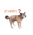 きんぎょ時々いぬのちにゃんこ（個別スタンプ：11）