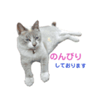 きんぎょ時々いぬのちにゃんこ（個別スタンプ：13）