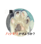 きんぎょ時々いぬのちにゃんこ（個別スタンプ：14）