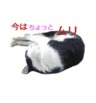 きんぎょ時々いぬのちにゃんこ（個別スタンプ：16）