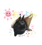 黒うさぎのピオーネくん♂時々ハムスター♡（個別スタンプ：1）