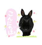 黒うさぎのピオーネくん♂時々ハムスター♡（個別スタンプ：2）
