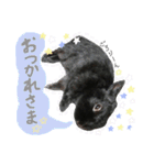 黒うさぎのピオーネくん♂時々ハムスター♡（個別スタンプ：4）