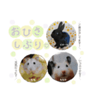 黒うさぎのピオーネくん♂時々ハムスター♡（個別スタンプ：5）