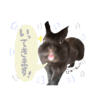 黒うさぎのピオーネくん♂時々ハムスター♡（個別スタンプ：7）