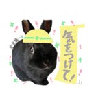 黒うさぎのピオーネくん♂時々ハムスター♡（個別スタンプ：8）