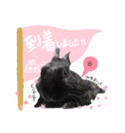 黒うさぎのピオーネくん♂時々ハムスター♡（個別スタンプ：11）