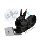 黒うさぎのピオーネくん♂時々ハムスター♡（個別スタンプ：12）