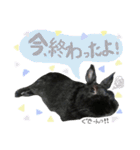 黒うさぎのピオーネくん♂時々ハムスター♡（個別スタンプ：13）