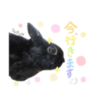 黒うさぎのピオーネくん♂時々ハムスター♡（個別スタンプ：14）