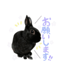 黒うさぎのピオーネくん♂時々ハムスター♡（個別スタンプ：15）