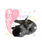 黒うさぎのピオーネくん♂時々ハムスター♡（個別スタンプ：16）
