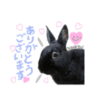 黒うさぎのピオーネくん♂時々ハムスター♡（個別スタンプ：17）