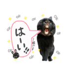 黒うさぎのピオーネくん♂時々ハムスター♡（個別スタンプ：21）
