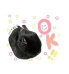 黒うさぎのピオーネくん♂時々ハムスター♡（個別スタンプ：22）
