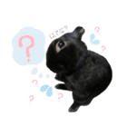 黒うさぎのピオーネくん♂時々ハムスター♡（個別スタンプ：24）