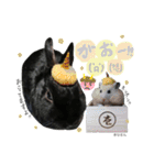 黒うさぎのピオーネくん♂時々ハムスター♡（個別スタンプ：27）