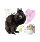黒うさぎのピオーネくん♂時々ハムスター♡（個別スタンプ：30）