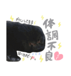 黒うさぎのピオーネくん♂時々ハムスター♡（個別スタンプ：33）