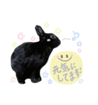 黒うさぎのピオーネくん♂時々ハムスター♡（個別スタンプ：35）