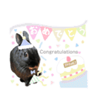 黒うさぎのピオーネくん♂時々ハムスター♡（個別スタンプ：36）