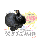 黒うさぎのピオーネくん♂時々ハムスター♡（個別スタンプ：37）
