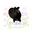 黒うさぎのピオーネくん♂時々ハムスター♡（個別スタンプ：40）