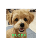 チワプーるなの日常2（個別スタンプ：1）