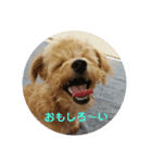 チワプーるなの日常2（個別スタンプ：6）