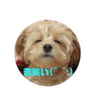 チワプーるなの日常2（個別スタンプ：10）
