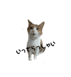 三毛猫ちびの日常つぶやき2（個別スタンプ：1）