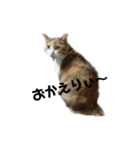 三毛猫ちびの日常つぶやき2（個別スタンプ：2）