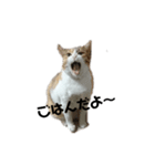 三毛猫ちびの日常つぶやき2（個別スタンプ：3）