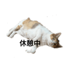 三毛猫ちびの日常つぶやき2（個別スタンプ：4）